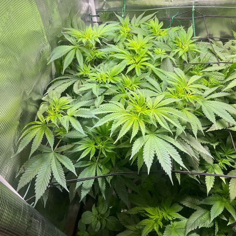 Jane I growlog timeline photo
