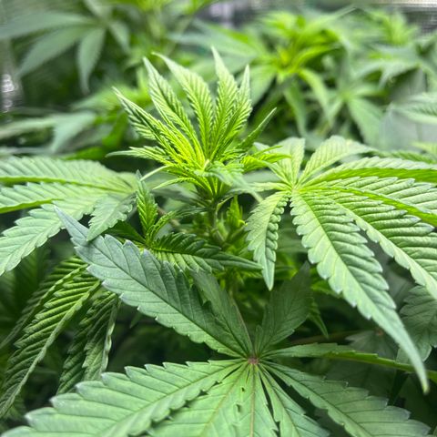 Jane I growlog timeline photo