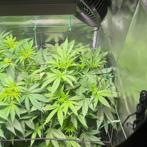 Jane II growlog timeline photo