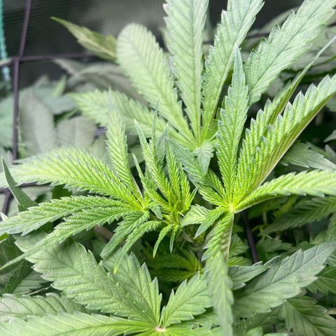 Jane II growlog timeline photo