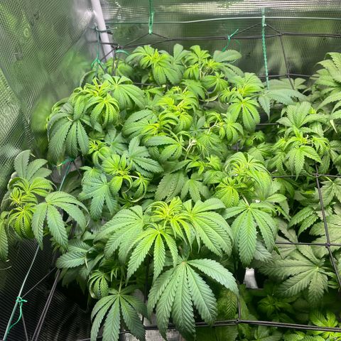 Jane I growlog timeline photo