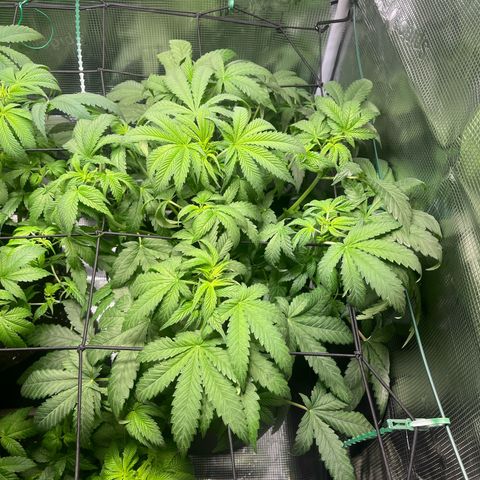 Jane II growlog timeline photo