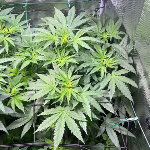 Jane II growlog timeline photo