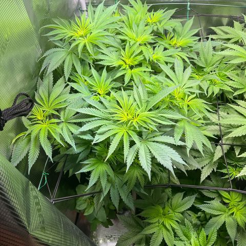 Jane I growlog timeline photo