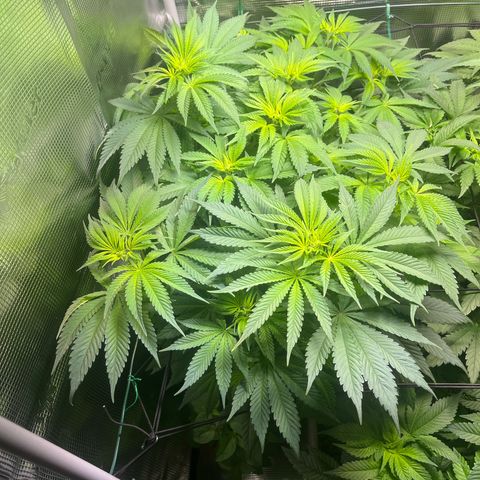 Jane I growlog timeline photo