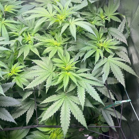Jane II growlog timeline photo
