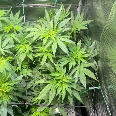 Jane II growlog timeline photo