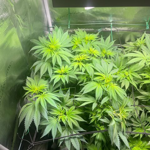 Jane I growlog timeline photo