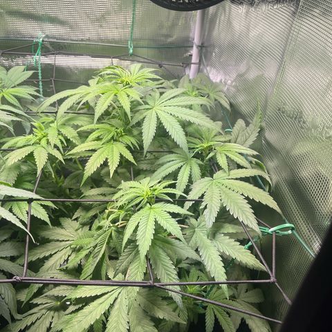 Jane II growlog timeline photo