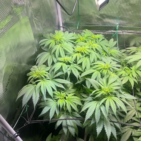 Jane I growlog timeline photo