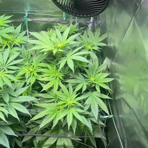 Jane II growlog timeline photo