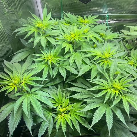 Jane I growlog timeline photo