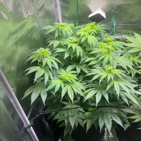 Jane I growlog timeline photo