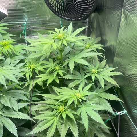 Jane II growlog timeline photo