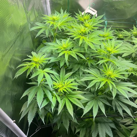 Jane I growlog timeline photo