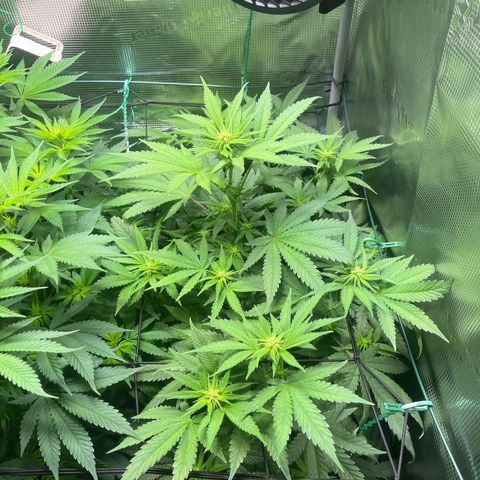 Jane II growlog timeline photo