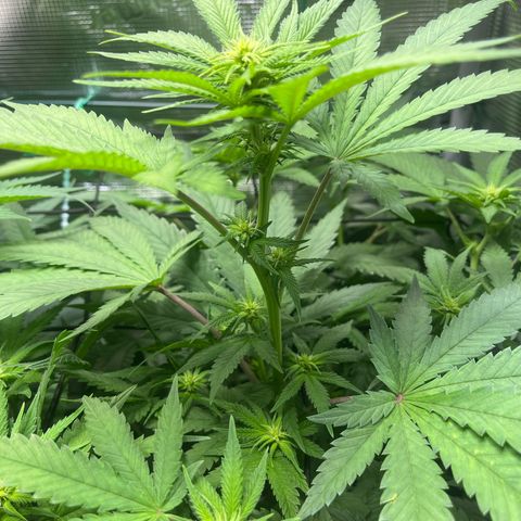 Jane II growlog photo: Main Cola