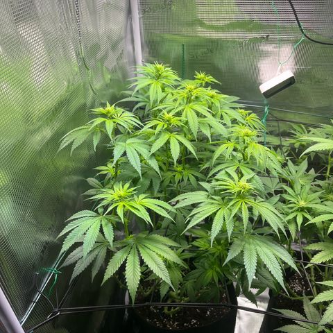 Jane I growlog timeline photo