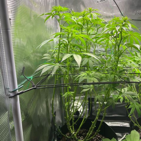 Jane I growlog timeline photo