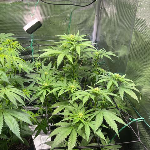 Jane II growlog timeline photo