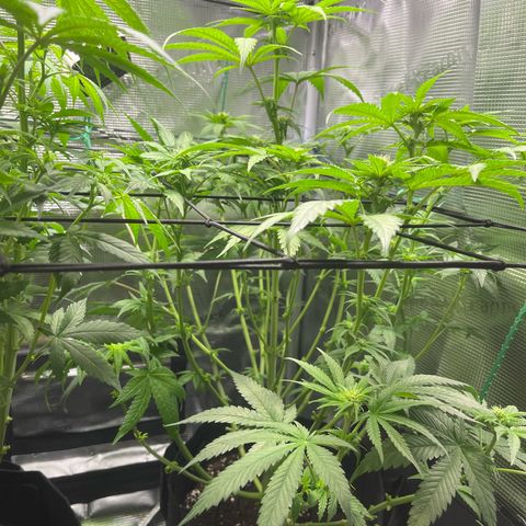 Jane II growlog timeline photo