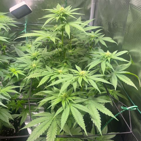 Jane II growlog timeline photo