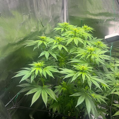Jane I growlog timeline photo