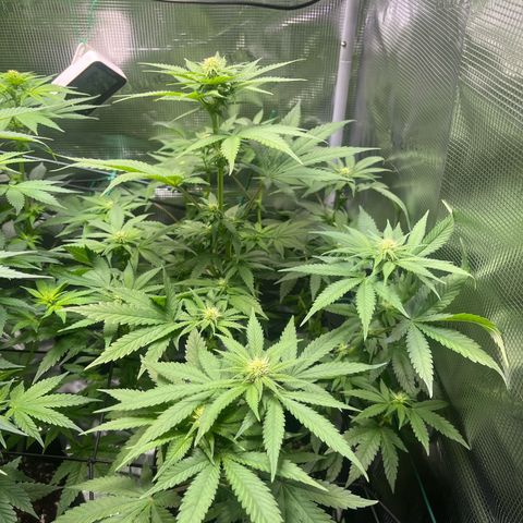 Jane II growlog timeline photo