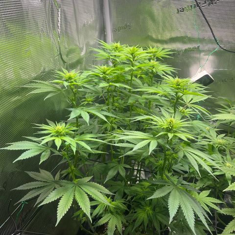 Jane I growlog timeline photo