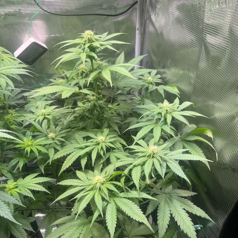 Jane II growlog timeline photo