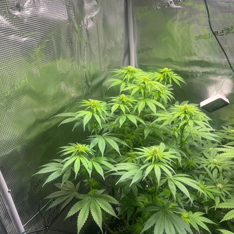 Jane I growlog timeline photo