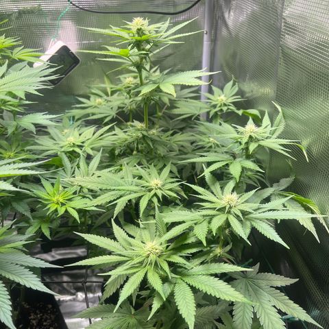 Jane II growlog timeline photo