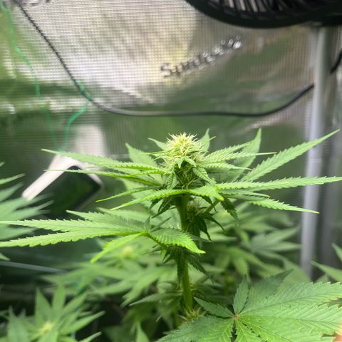 Jane II growlog timeline photo