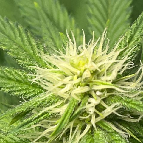 Jane II growlog timeline photo