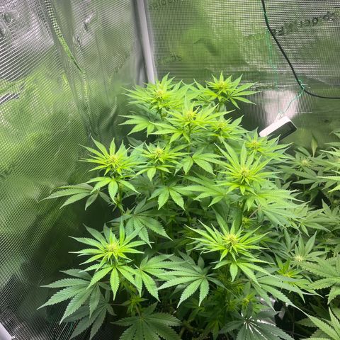 Jane I growlog timeline photo