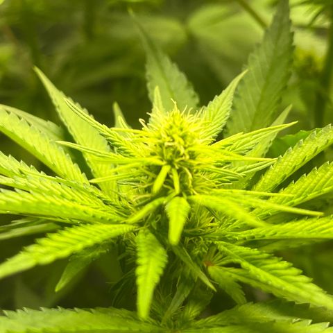 Jane I growlog timeline photo