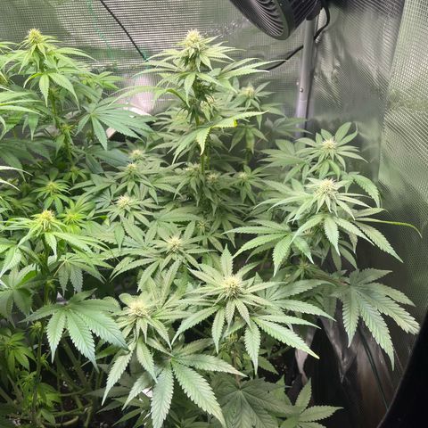 Jane II growlog timeline photo