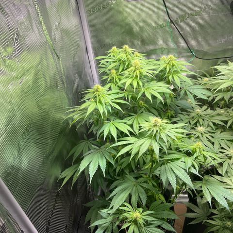 Jane I growlog timeline photo