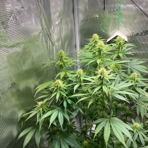 Jane I growlog timeline photo
