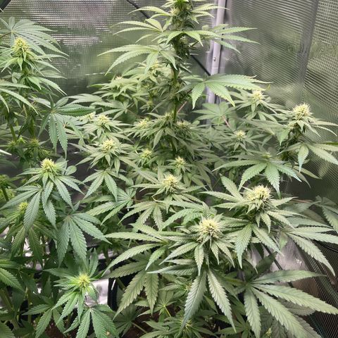 Jane II growlog timeline photo