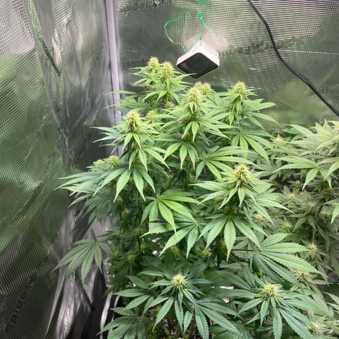 Jane I growlog timeline photo
