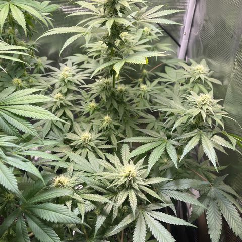 Jane II growlog timeline photo