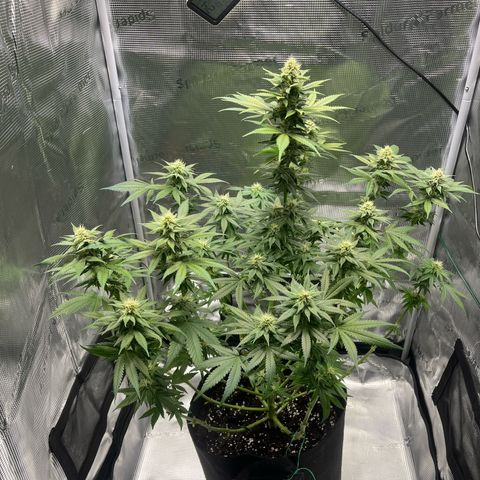 Jane II growlog timeline photo