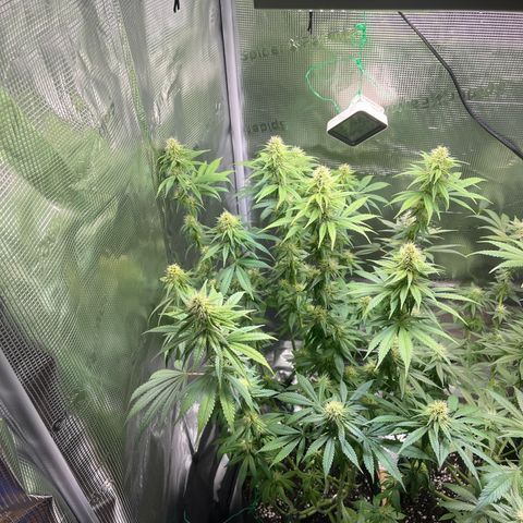 Jane I growlog timeline photo