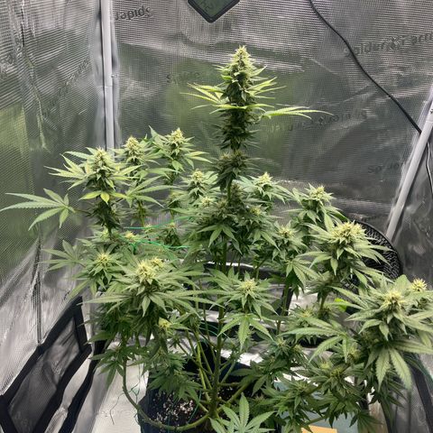 Jane II growlog timeline photo