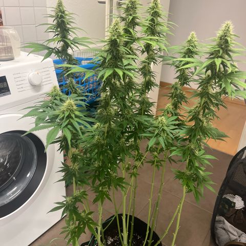 Jane I growlog timeline photo