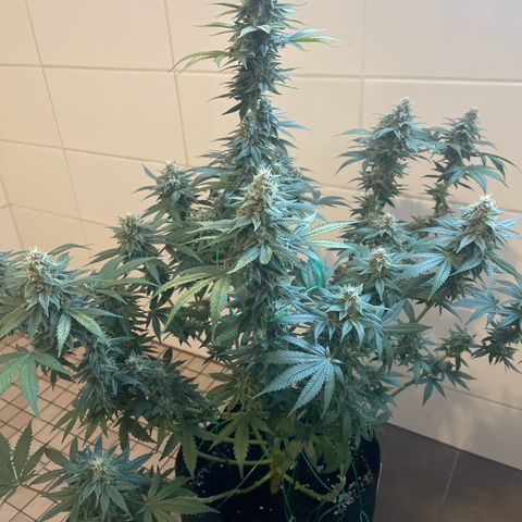 Jane II growlog timeline photo