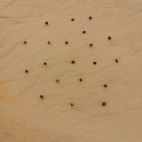 ORION growlog photo: Petite racines sortie de 3mm