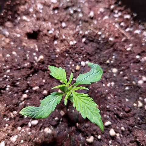 AKj growlog timeline photo