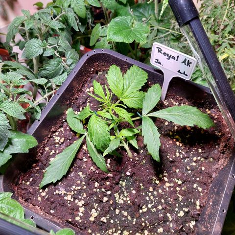 AKj growlog timeline photo